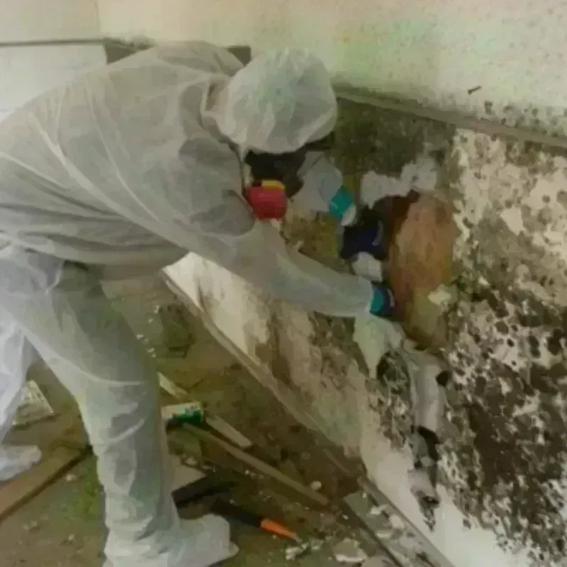 Mold Remediation and Removal in Gallitzin, PA